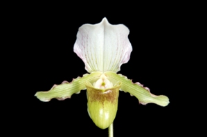 Paphiopedilum Nancy Depauw Athena Marie HCC/AOS 77 pts.